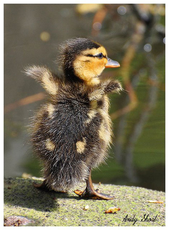 Ich will fliegen