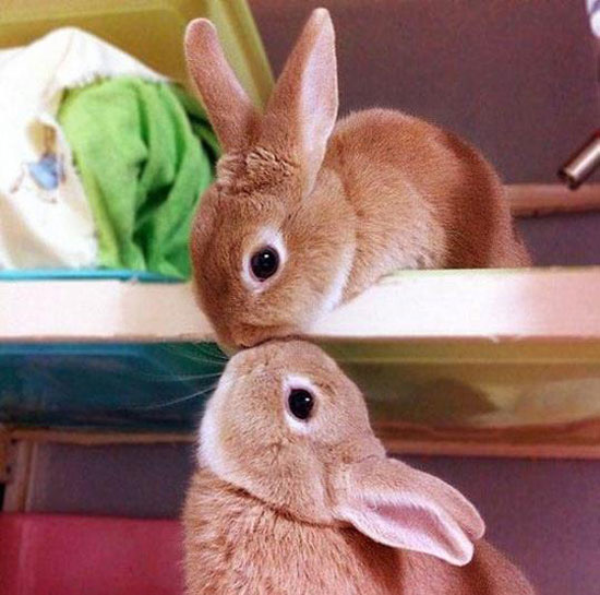 BunnyKiss