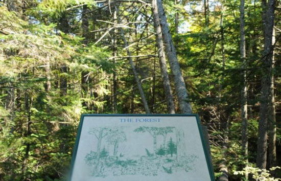 in case if you do not know what forest is