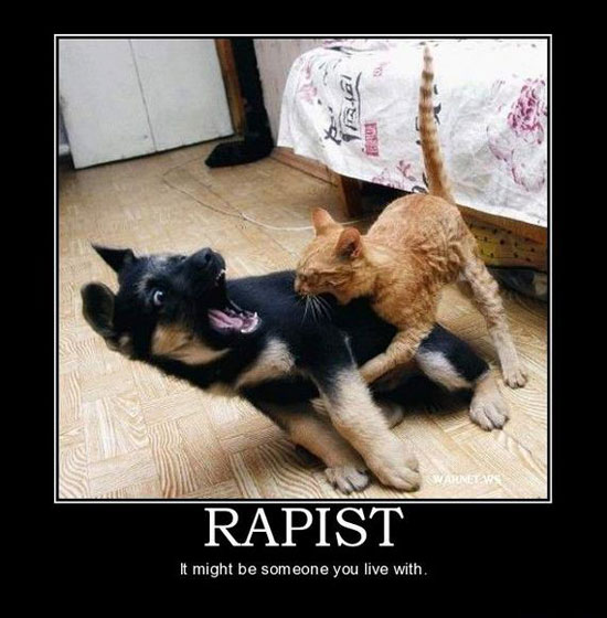 insane kitty