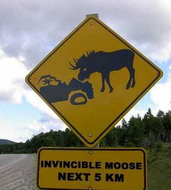 Invesible moos