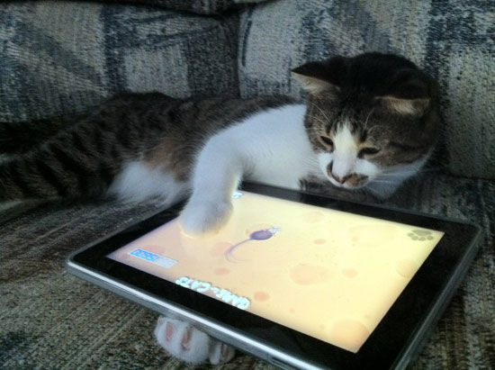 ipad cat