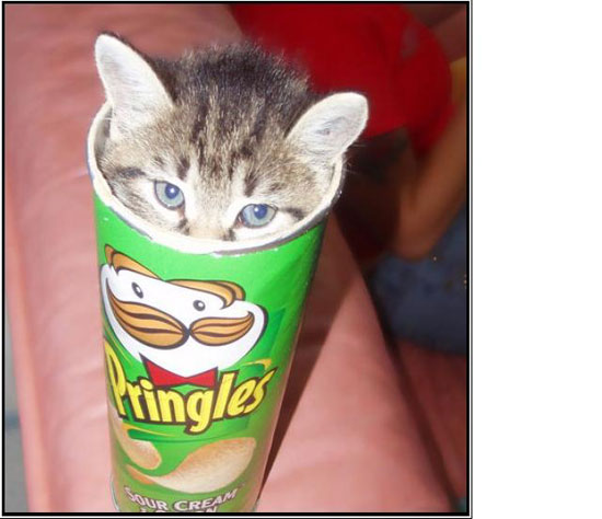 Katzen lieben Pringels