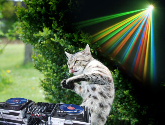 Disco Cat