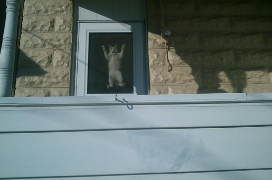 James Bond cat