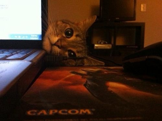 Jetzt nicht Katze, ich muss arbeiten - Win Bild
