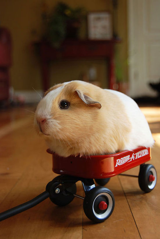 jump in for a ride
