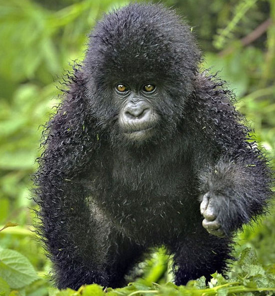 just had a perm done