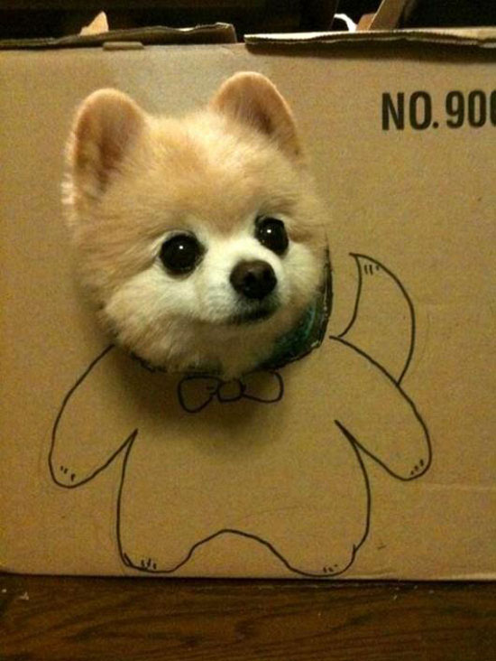 kartondog