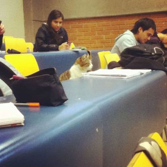 katze drückt schulbank