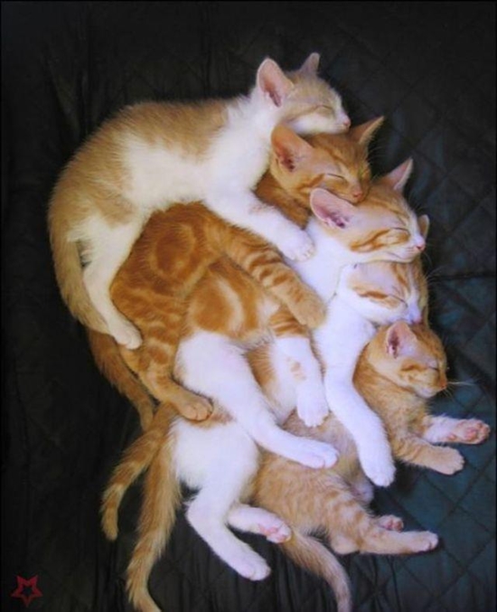 Katzen Gruppenkuscheln