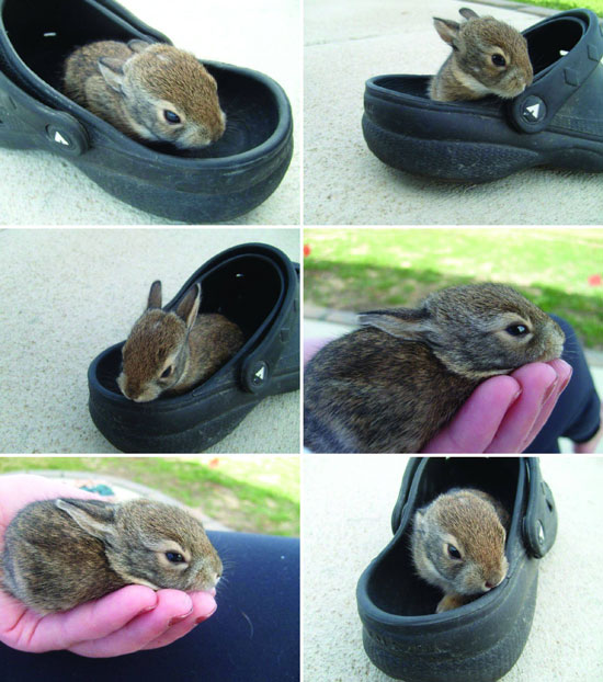 Der Schuh und die Katze