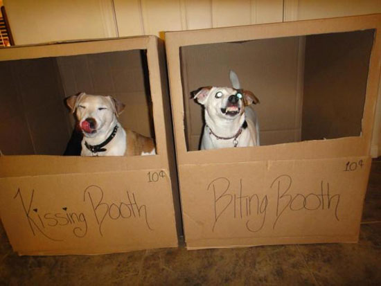 kissing bitingdogs