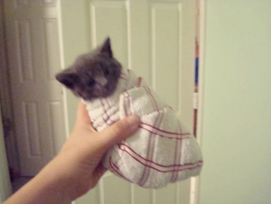 kitten burrito