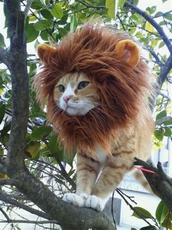 kitty loving his new look