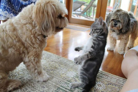 kitty stare