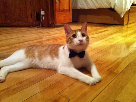 kitty watching oscars