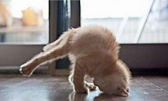 kopfstand breackdance katze
