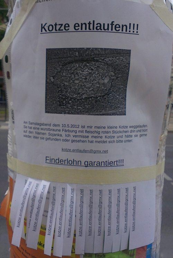 Kotze entlaufen - Finderlohn garantiert - Win Bild