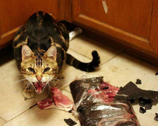 Ich war es nicht - Katzen fail