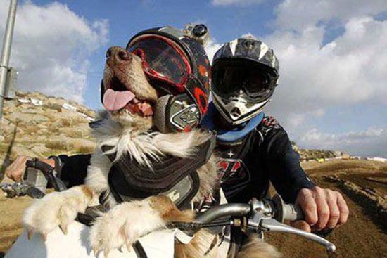 Kross Dog