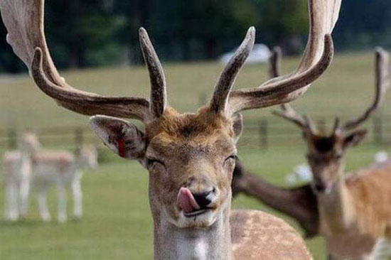 lecker sagt der hirsch