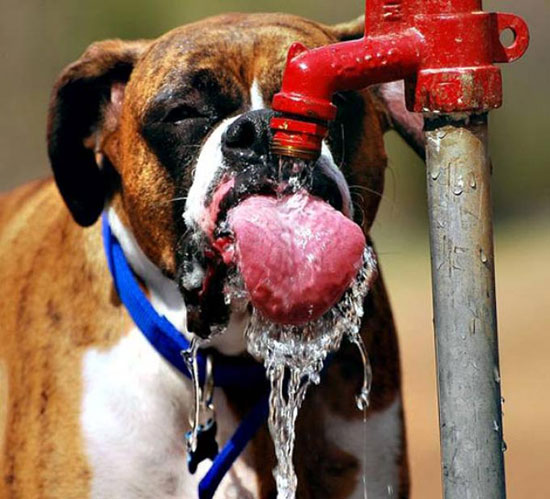 lecker wasser schlabber