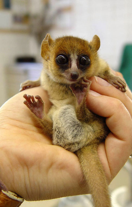 lemur 4035