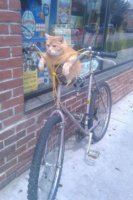 lets go for a ride