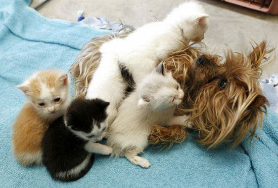 lets play cat and dog