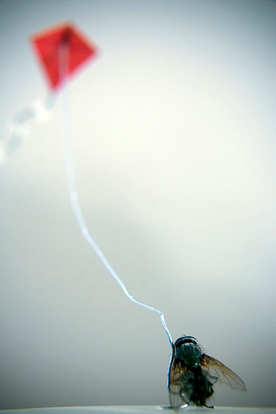 letz play fly
