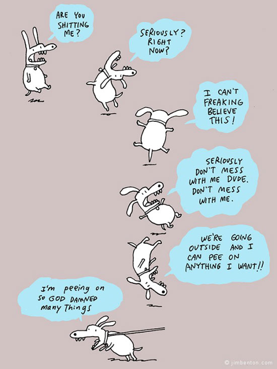 life of a dog
