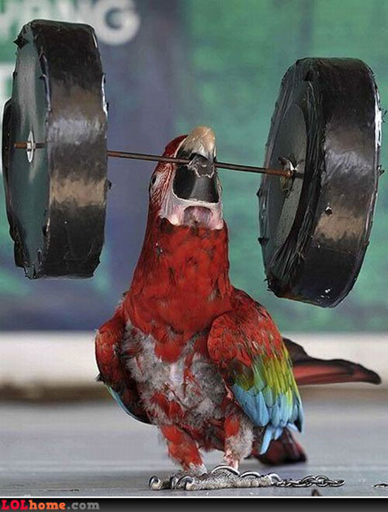 lightweight chapion
