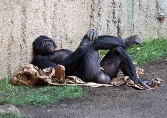 like a boss