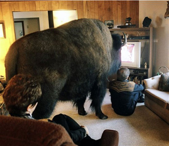 likes to watch animal planet
