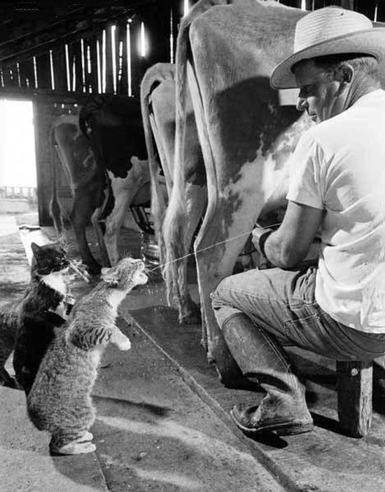 line up for fresh milk