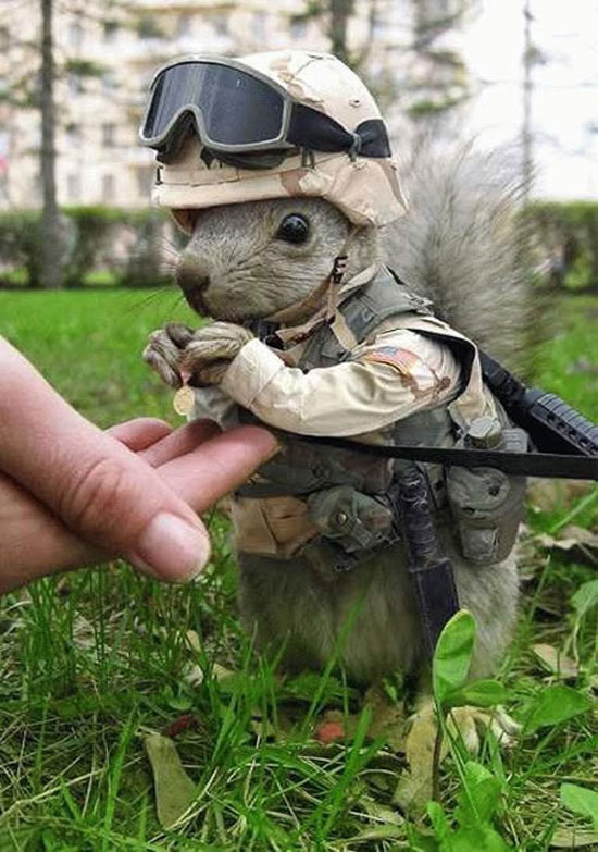 little soldier