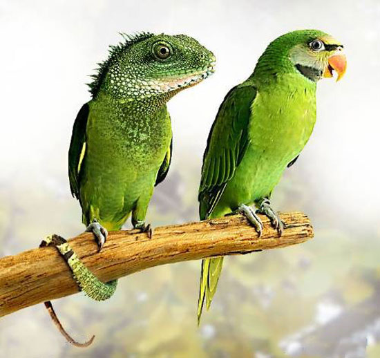 lizzard-bird