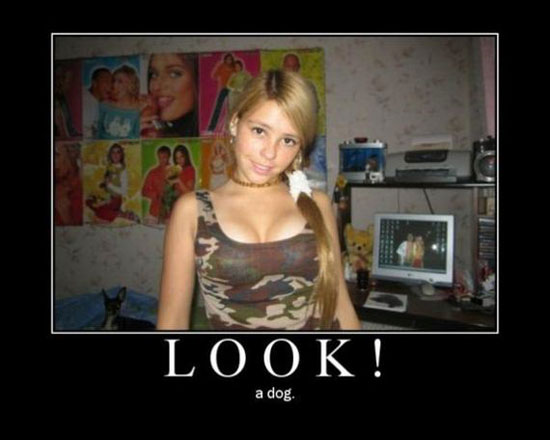 look a dog