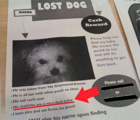 lost dog 4319