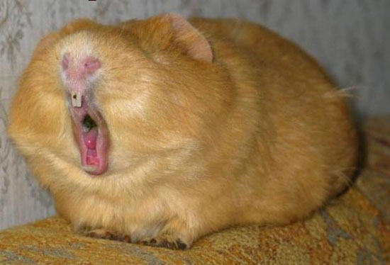 lustige-bilder-tiere-nagetiere