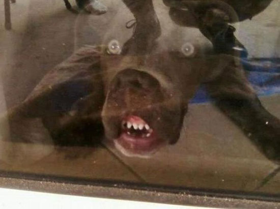 lustiger hund