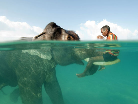 man elephant
