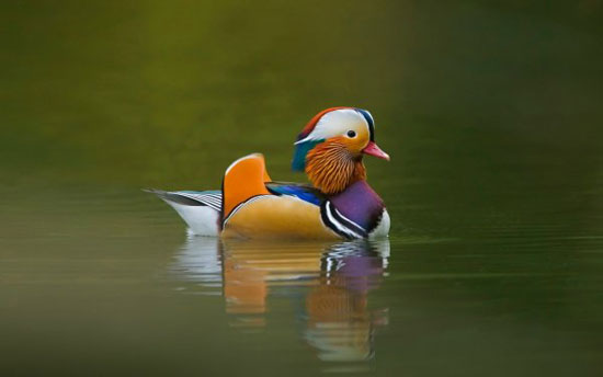 mandarin duck