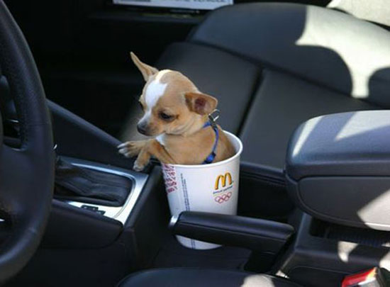 mans best friend