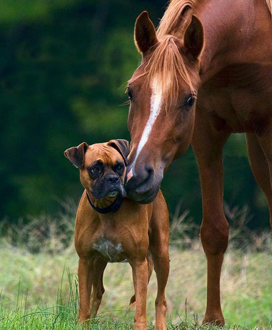 Tierfreundschaft