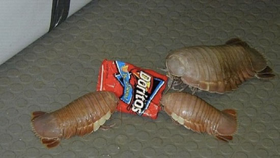 O_o