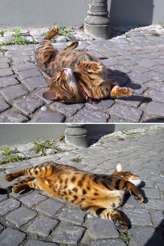 meine leoparden katze
