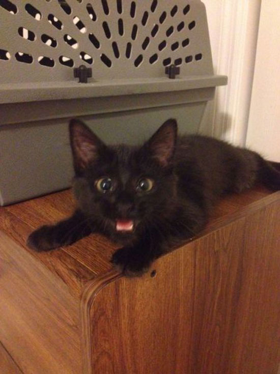 miauuuu