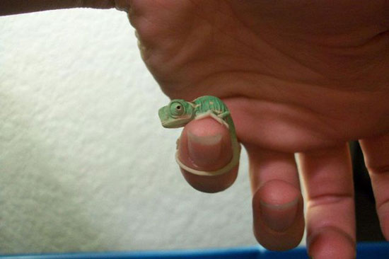 mini cameleon